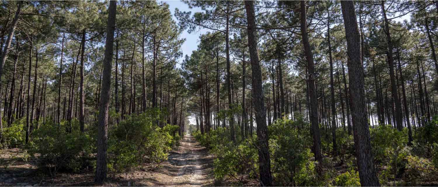 Les forêts du sud en danger : un feu printanier qui menace de déclencher l’été